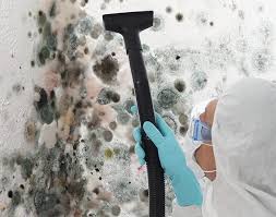 Why You Should Choose Our Mold Remediation Services in Palmyra, MO